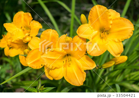 Day-lily aka Hemerocallis Day-lily aka Hemerocallis 33504421