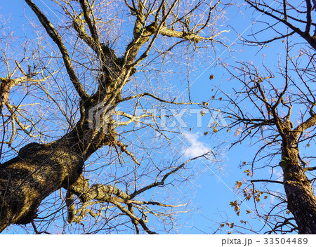 Dried tree under the blue sky at forest Dried tree under the blue sky at forest 33504489