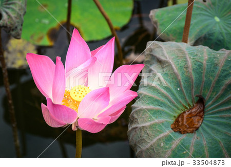 Lotus flower on the pond 33504873
