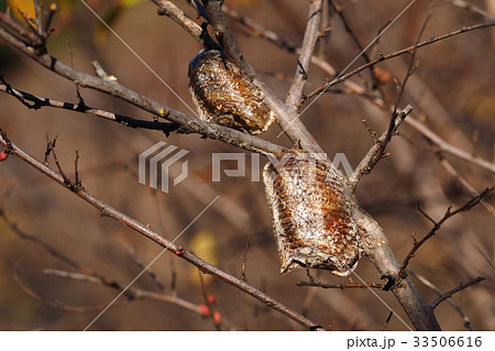 ハラビロカマキリの卵 33506616