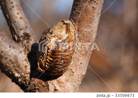 ハラビロカマキリの卵 ハラビロカマキリの卵 33506673