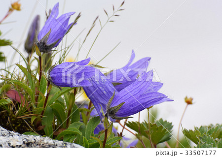 日本アルプスの高山植物　イワギキョウ 33507177