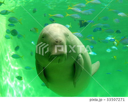 小魚と泳ぐジュゴン セレナ 鳥羽水族館の写真素材