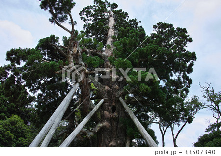 隠岐島後 玉若酢命神社の八百杉 隠岐島後 玉若酢命神社の八百杉 33507340