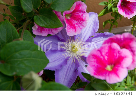 満開のクレマチスとペチュニア 満開のクレマチスとペチュニア 33507341