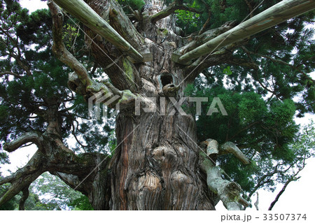隠岐島後　玉若酢命神社の八百杉 33507374