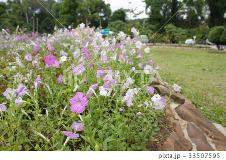Petunia flower 33507595