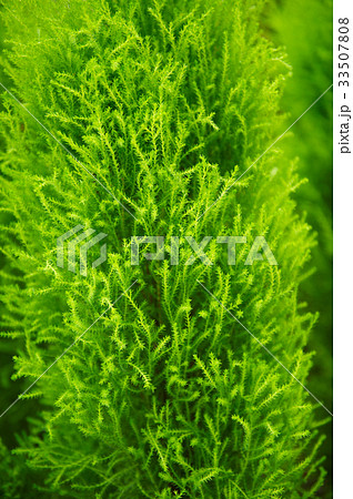 緑 緑色 植物の写真素材
