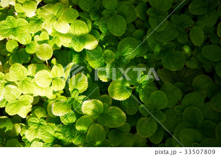 緑 緑色 植物の写真素材