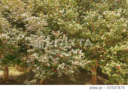 花 椿 春 33507870