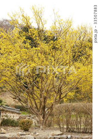 木 サンシュユ 禅雲寺 33507883