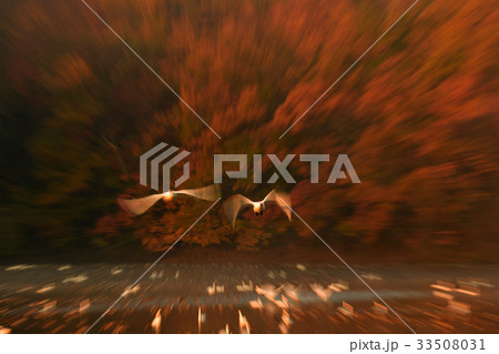 鶴岡下池の白鳥 33508031