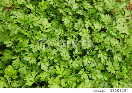 植物 ヨモギ 葉 33508194