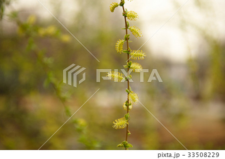 花 上手編み 春 33508229