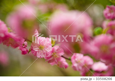 植物 屋外 室外 33508266