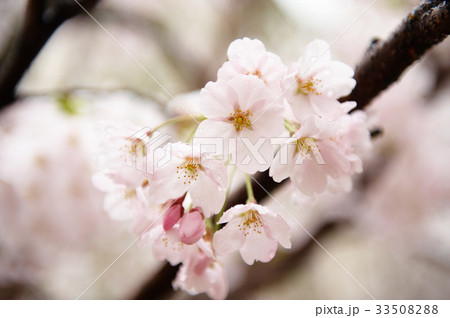 花 桜 春 33508288