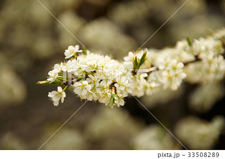 花 植物 シモツケ 33508289
