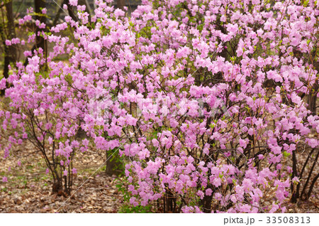 花 春 植物 33508313