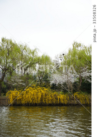 川 河 レンギョウ 33508326