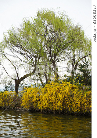 川 河 レンギョウ 33508327