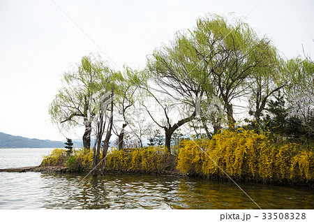 川 河 レンギョウ 33508328