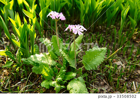 花 植物 サクラソウ 33508502