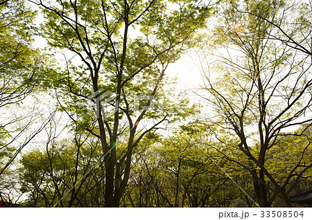 木 森 植物 33508504