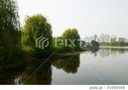 京畿道 キョンギド 植物 33508568