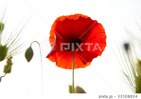 花 赤 ケシ 33508834