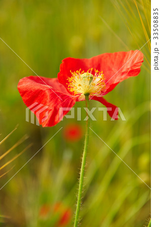 花 花芯 赤 33508835