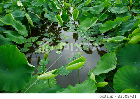 水滴 池 蓮の葉 33509431