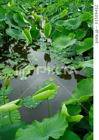 植物 池 蓮の葉 33509432