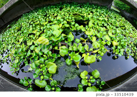 植物 瓶 壺 33510439