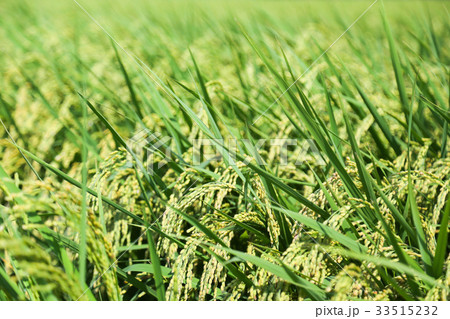 水田 水田 33515232