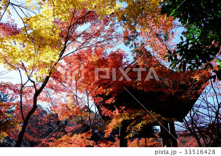 紅葉と鐘楼 33516428