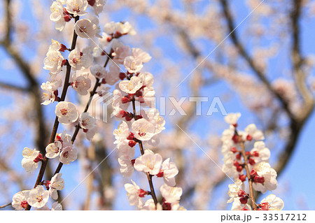 杏の花 33517212