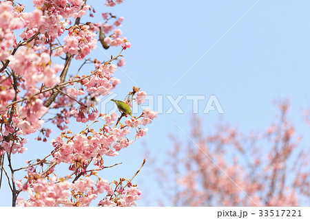 ヨウコウザクラとメジロ 33517221