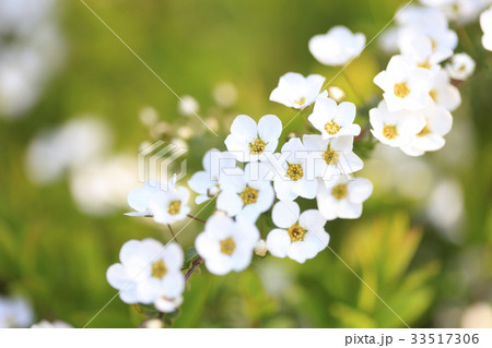 ユキヤナギの花 ユキヤナギの花 33517306