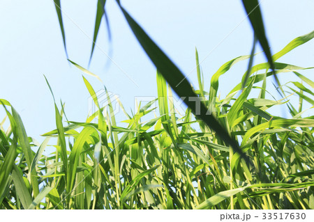 成長する麦畑の葉 33517630