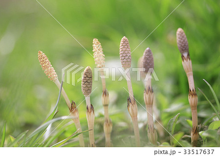 ツクシ ツクシ 33517637