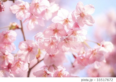 ヨウコウザクラ 33517672