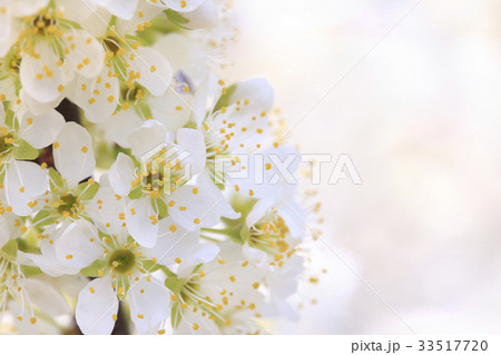 スモモの花 33517720
