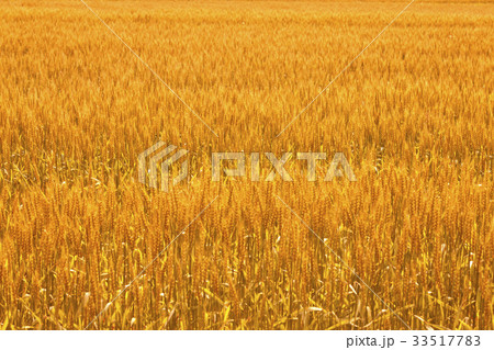 小麦畑 小麦畑 33517783