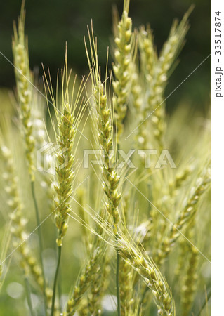 小麦 33517874