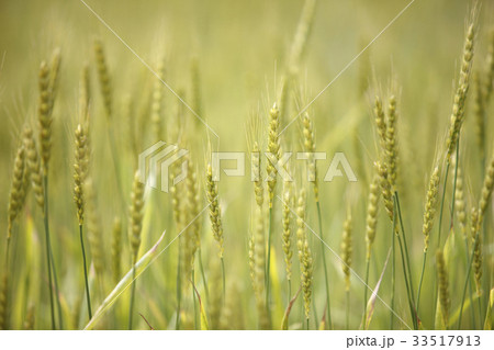 小麦畑 小麦畑 33517913