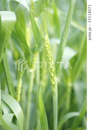 小麦 小麦 33518071