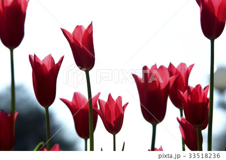 赤いチューリップ 33518236