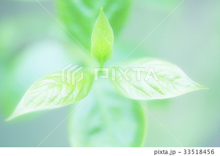 梅の若葉 33518456