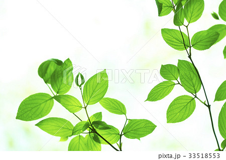 新芽 33518553