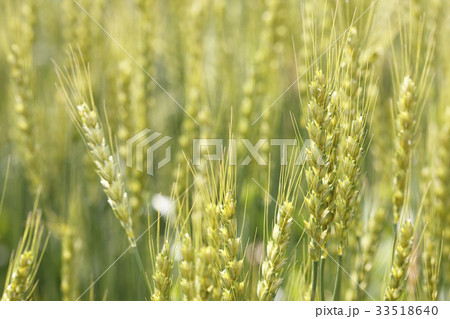 小麦 33518640